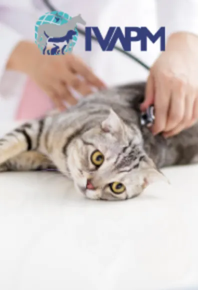 IVAPM logo and cat with a stethoscope